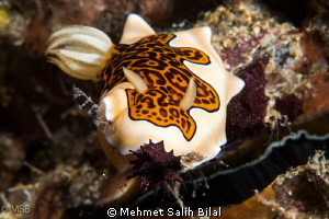 Leopard Dorid Nudibranch, Chromodoris gleniei by Mehmet Salih Bilal 